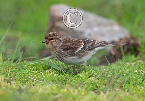 Twite DM0850